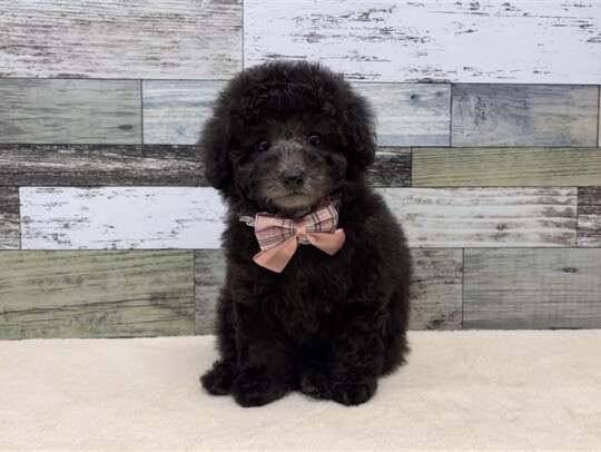 トイプードル(2026.04.01現在)