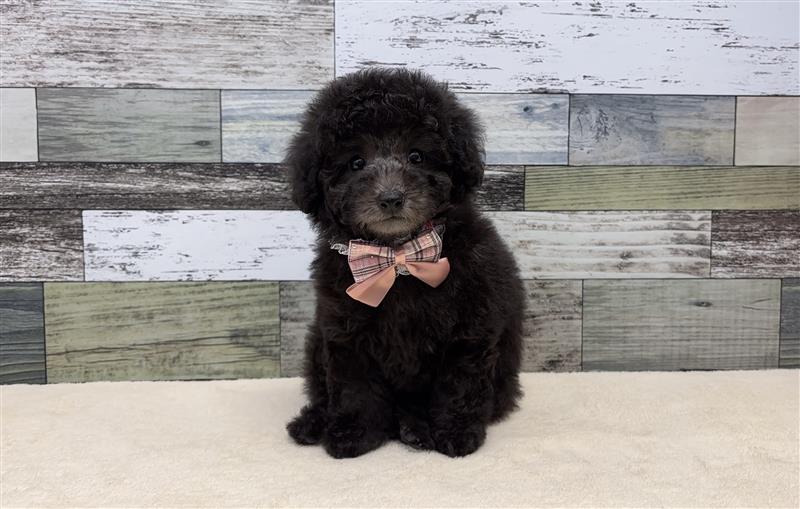 トイプードル(2026.04.01現在)