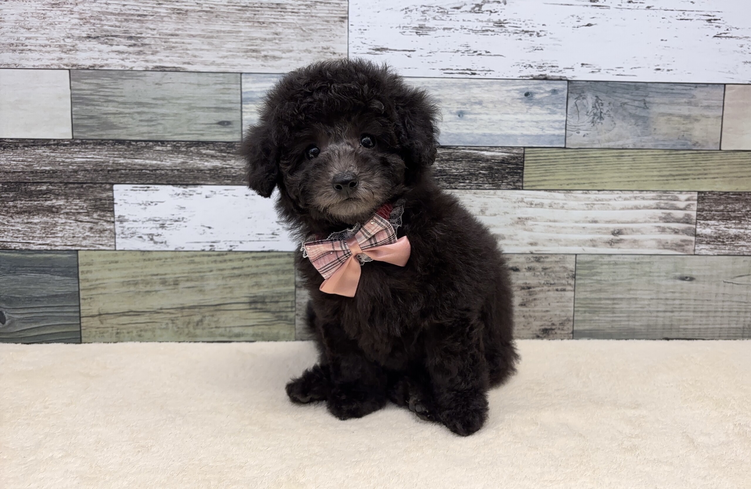 トイプードル(2026.04.01現在)