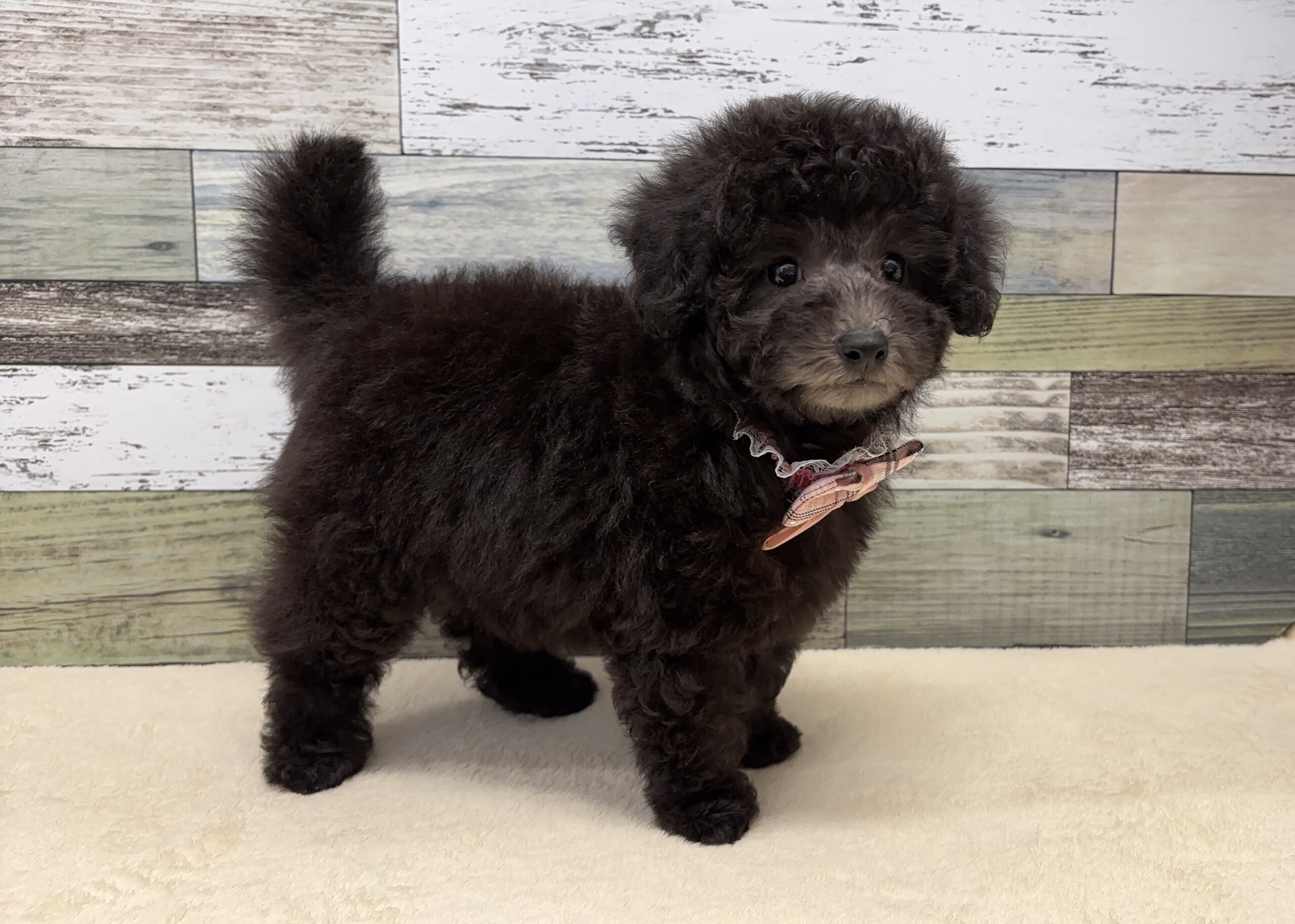 トイプードル(2026.04.01現在)