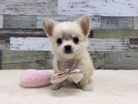 ロングチワワ(2026.04.01現在)