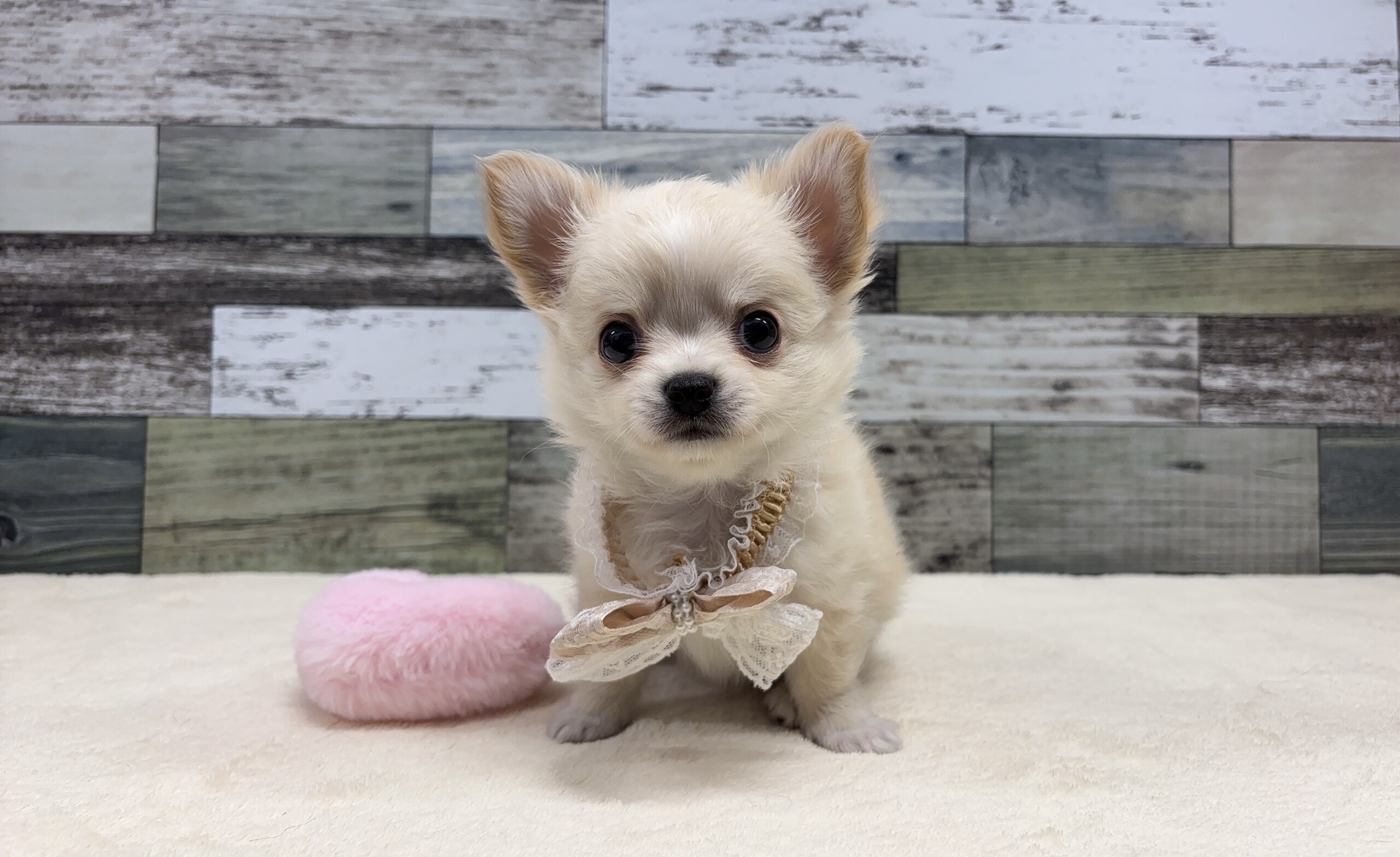 ロングチワワ(2026.04.01現在)