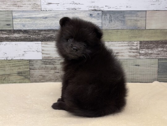 ポメラニアン（2026.04.18現在)