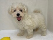 トイプードル（2026.04.28現在）