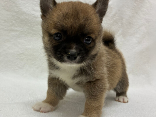 チワワ×豆柴犬（2026.04.15現在）