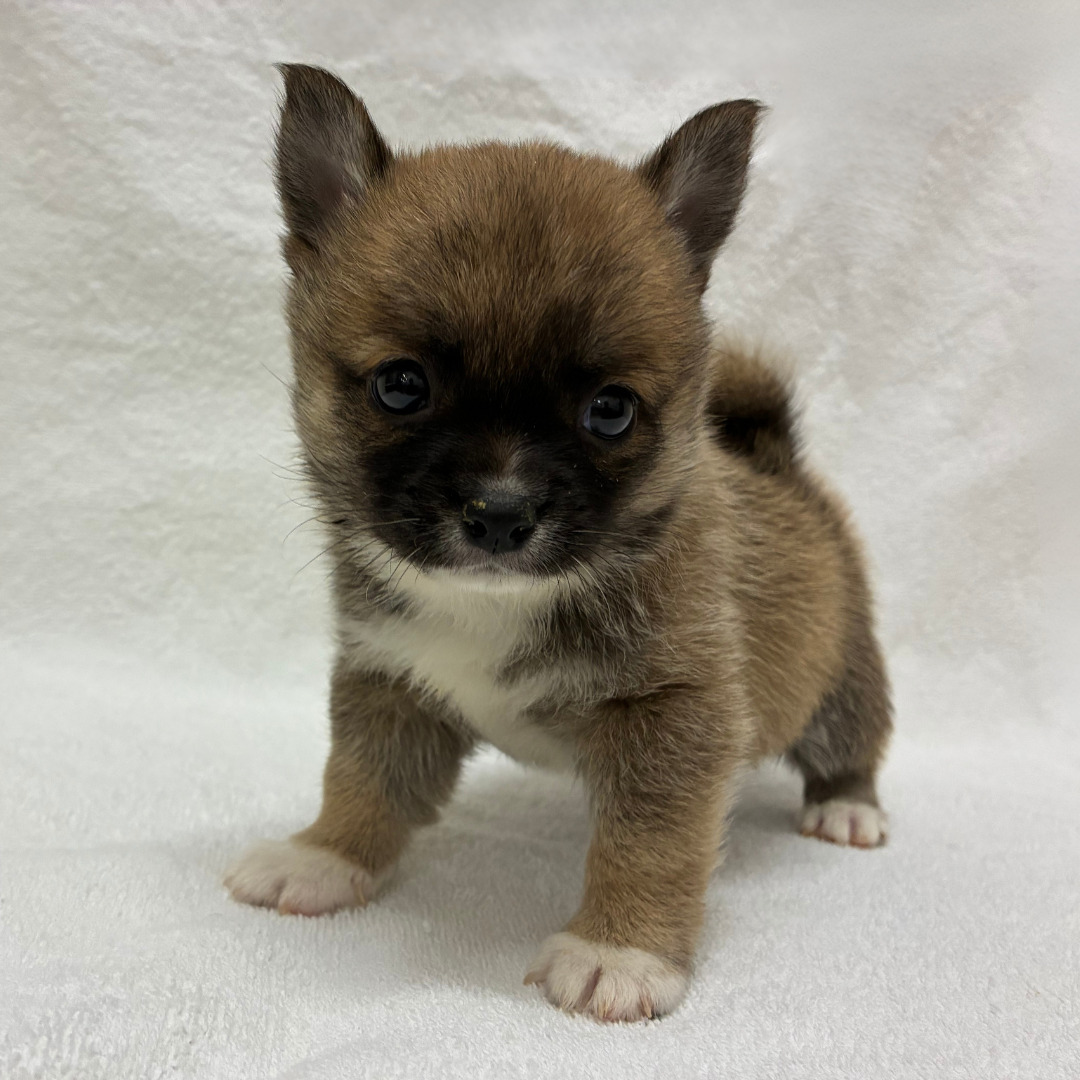 チワワ×豆柴犬（2026.04.15現在）