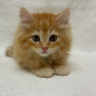 サイベリアン（2026.04.15現在）