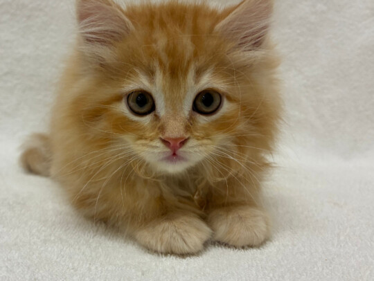 サイベリアン（2026.04.15現在）