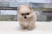ポメラニアン(2026.04.08現在)