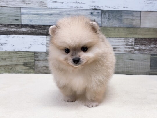 ポメラニアン(2026.04.08現在)