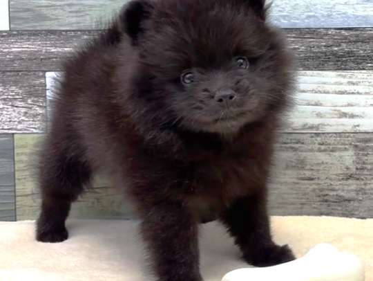 ポメラニアン（2026.04.18現在)