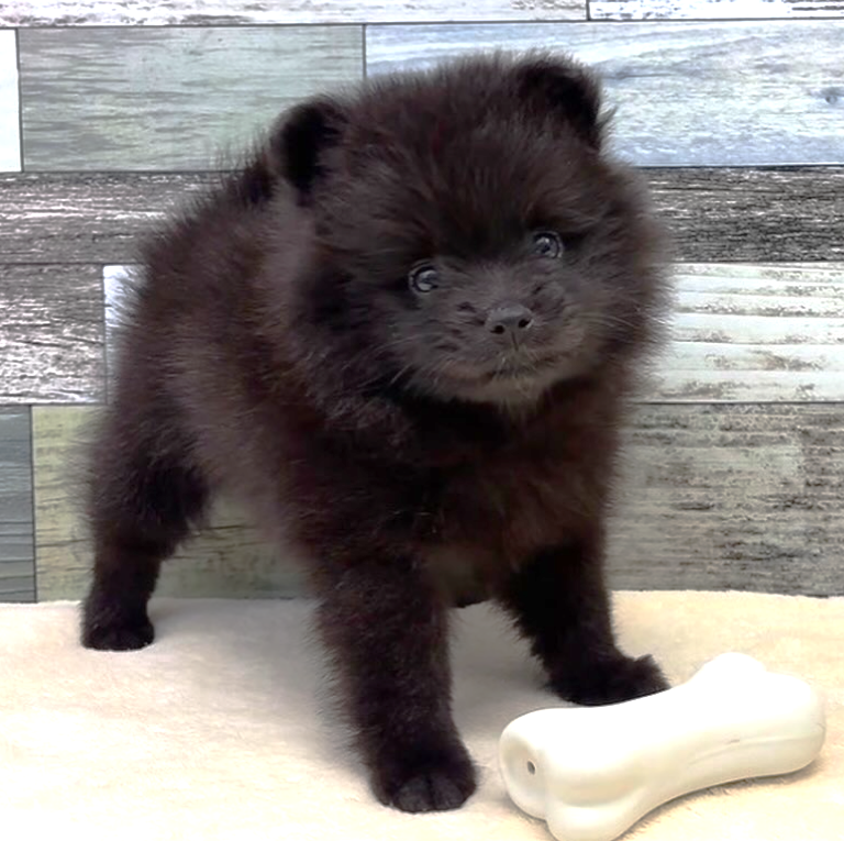 ポメラニアン（2026.04.18現在)