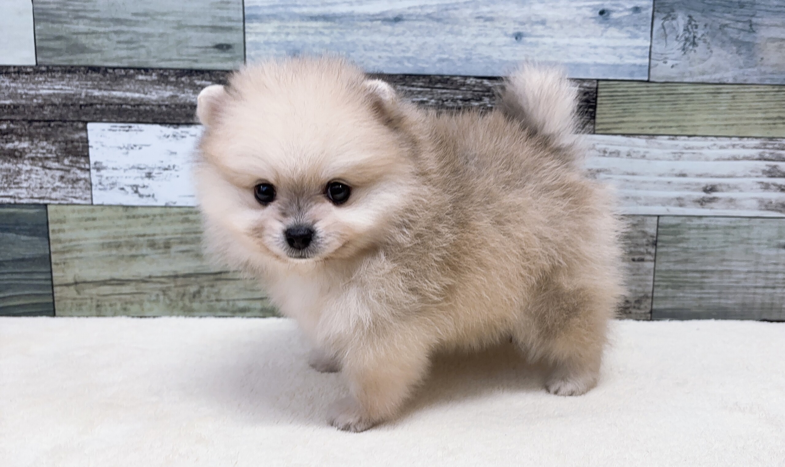 ポメラニアン(2026.04.08現在)