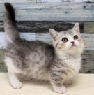 マンチカン（2026.04.18現在)