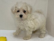 トイプードル（2026.04.28現在）