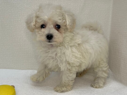 トイプードル（2026.04.28現在）