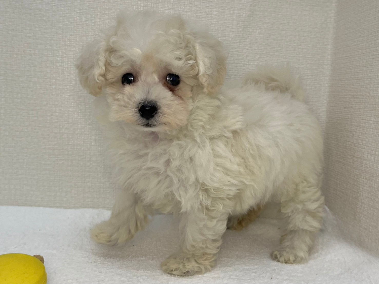 トイプードル（2026.04.28現在）