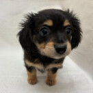 チワワ×Ｍダックス（2026.04.10現在）