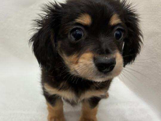 チワワ×Ｍダックス（2026.04.10現在）