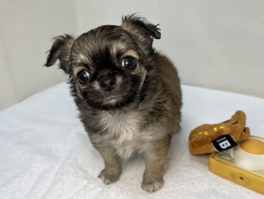 ロングチワワ（2026.04.16現在）