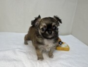 ロングチワワ（2026.04.16現在）