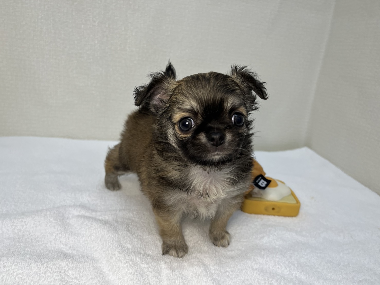 ロングチワワ（2026.04.16現在）