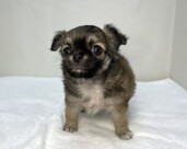 ロングチワワ（2026.04.16現在）