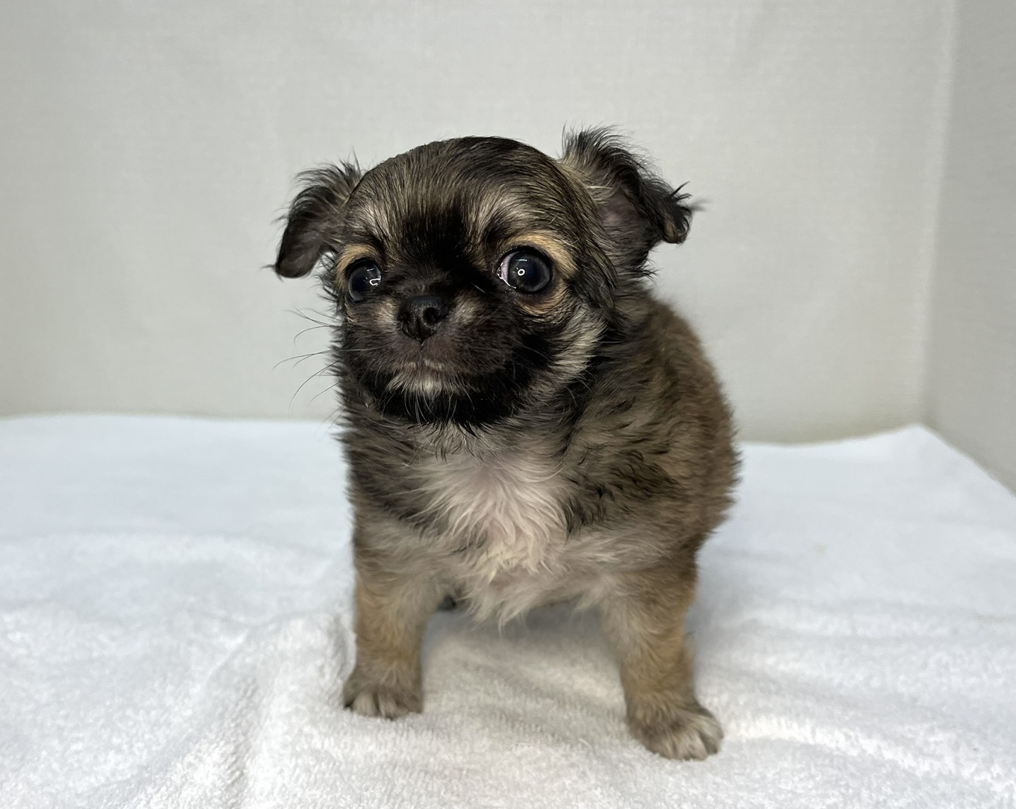 ロングチワワ（2026.04.16現在）