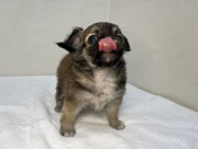 ロングチワワ（2026.04.16現在）