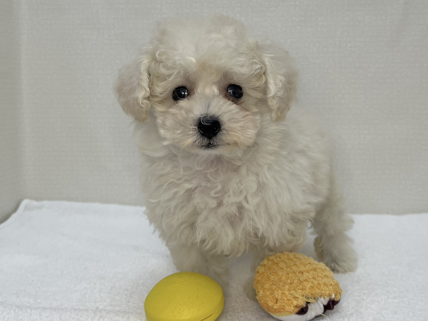 トイプードル（2026.04.28現在）