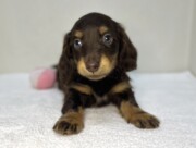 ミニチュアダックスフンド（2026.04.30現在）