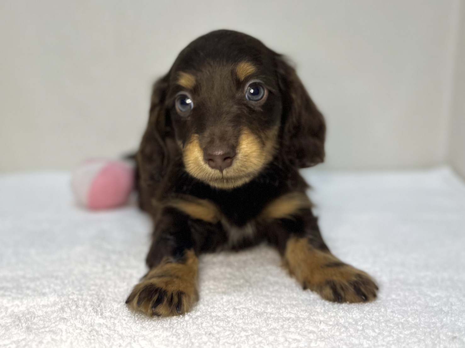 ミニチュアダックスフンド（2026.04.30現在）