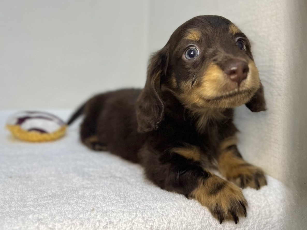 ミニチュアダックスフンド（2026.04.30現在）