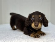 ミニチュアダックスフンド（2026.04.30現在）