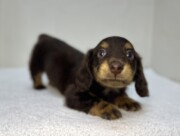 ミニチュアダックスフンド（2026.04.30現在）