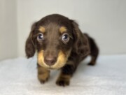 ミニチュアダックスフンド（2026.04.30現在）