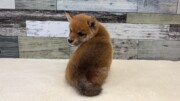 豆柴犬(2026.05.13現在)