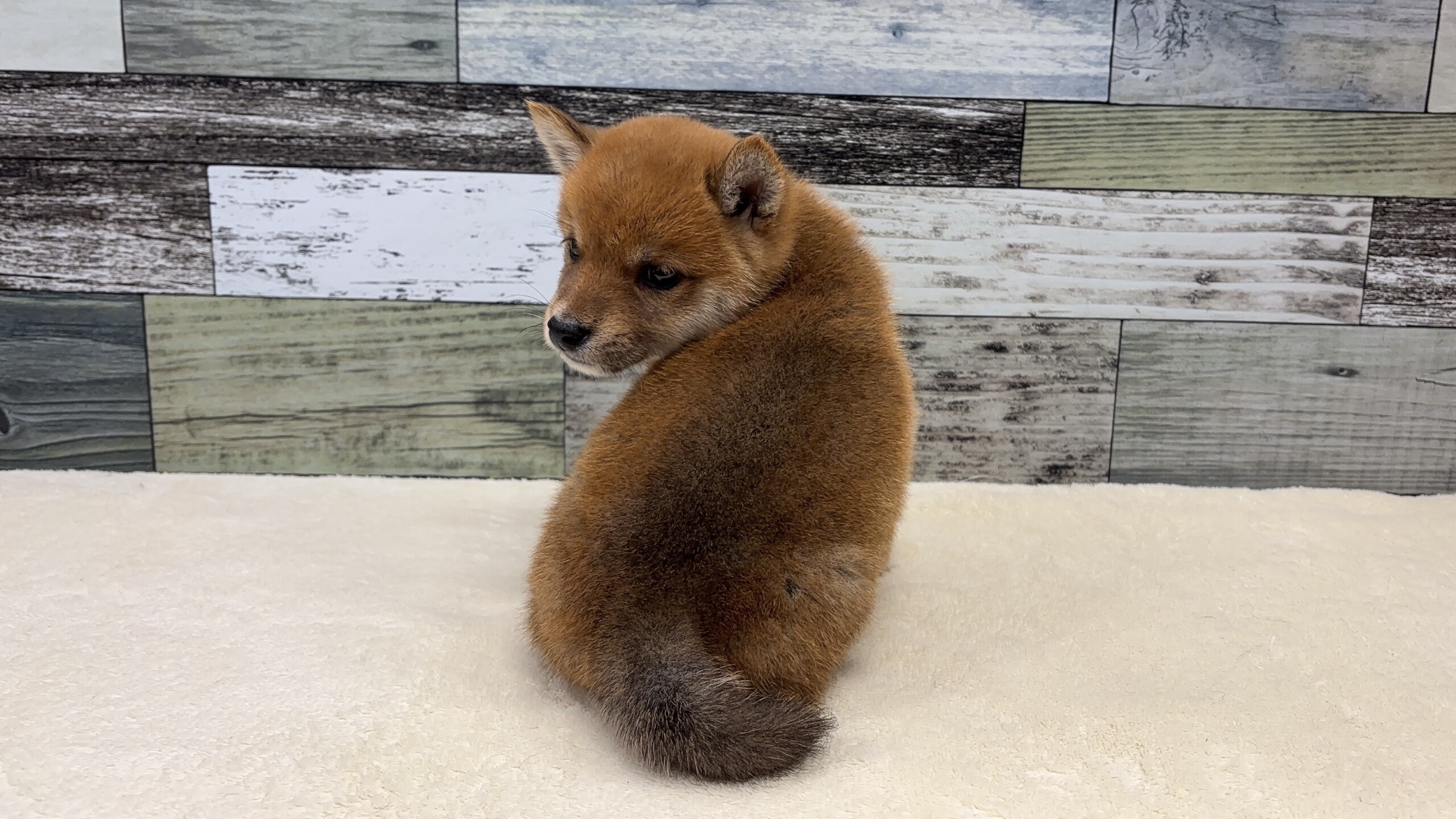 豆柴犬(2026.05.13現在)