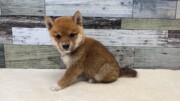 豆柴犬(2026.05.13現在)