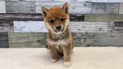 豆柴犬(2026.05.13現在)