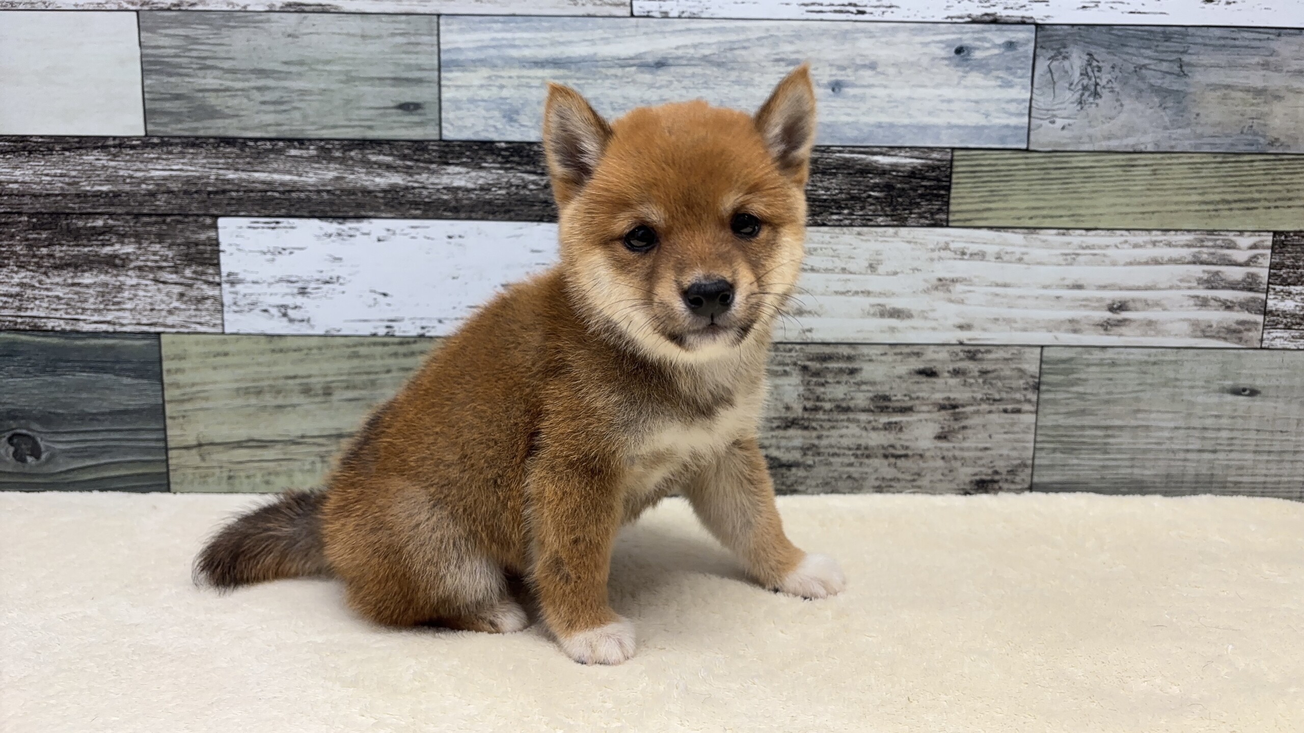 豆柴犬(2026.05.13現在)