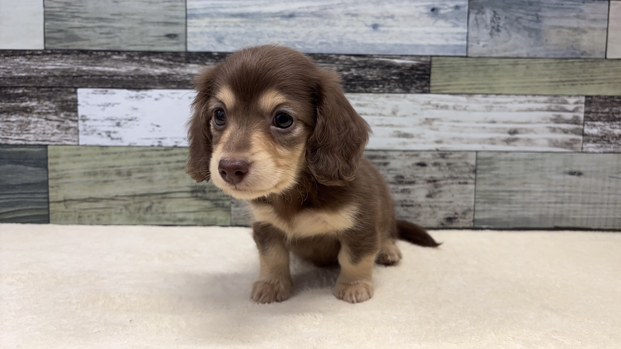 ミニチュアダックスフンド(2026.05.05現在)
