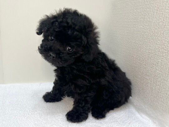 トイプードル（2026.06.09現在）