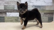 豆柴犬(2026.06.11現在)