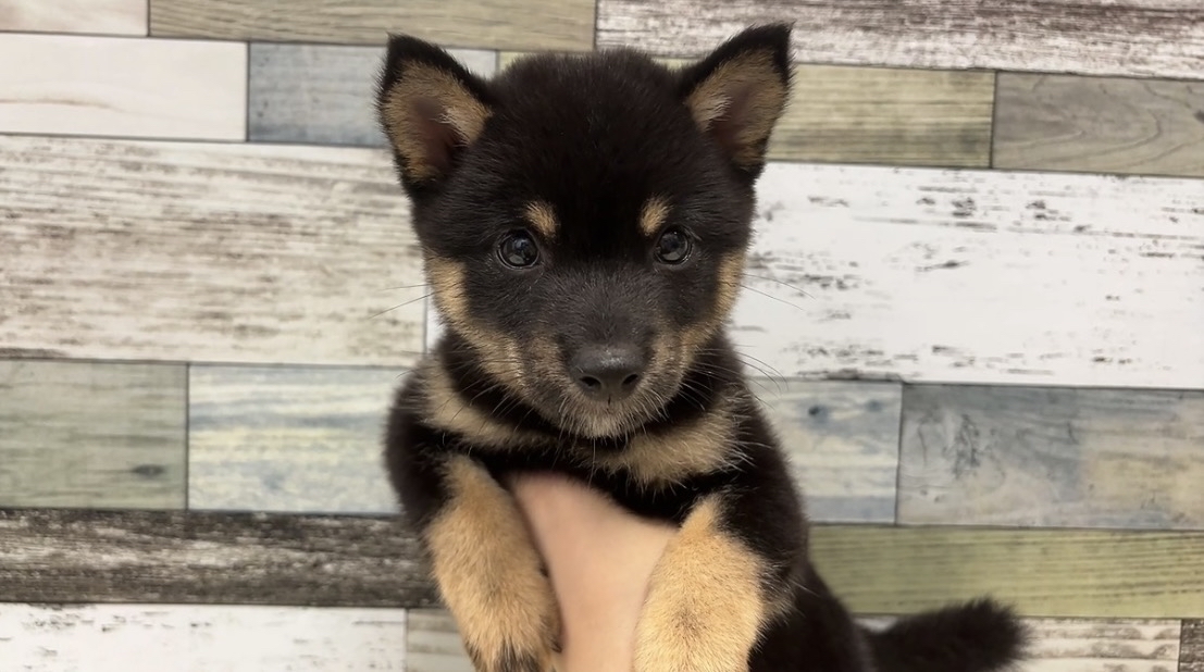 豆柴犬(2026.06.11現在)