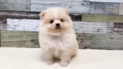 ポメラニアン（2026.06.02現在）