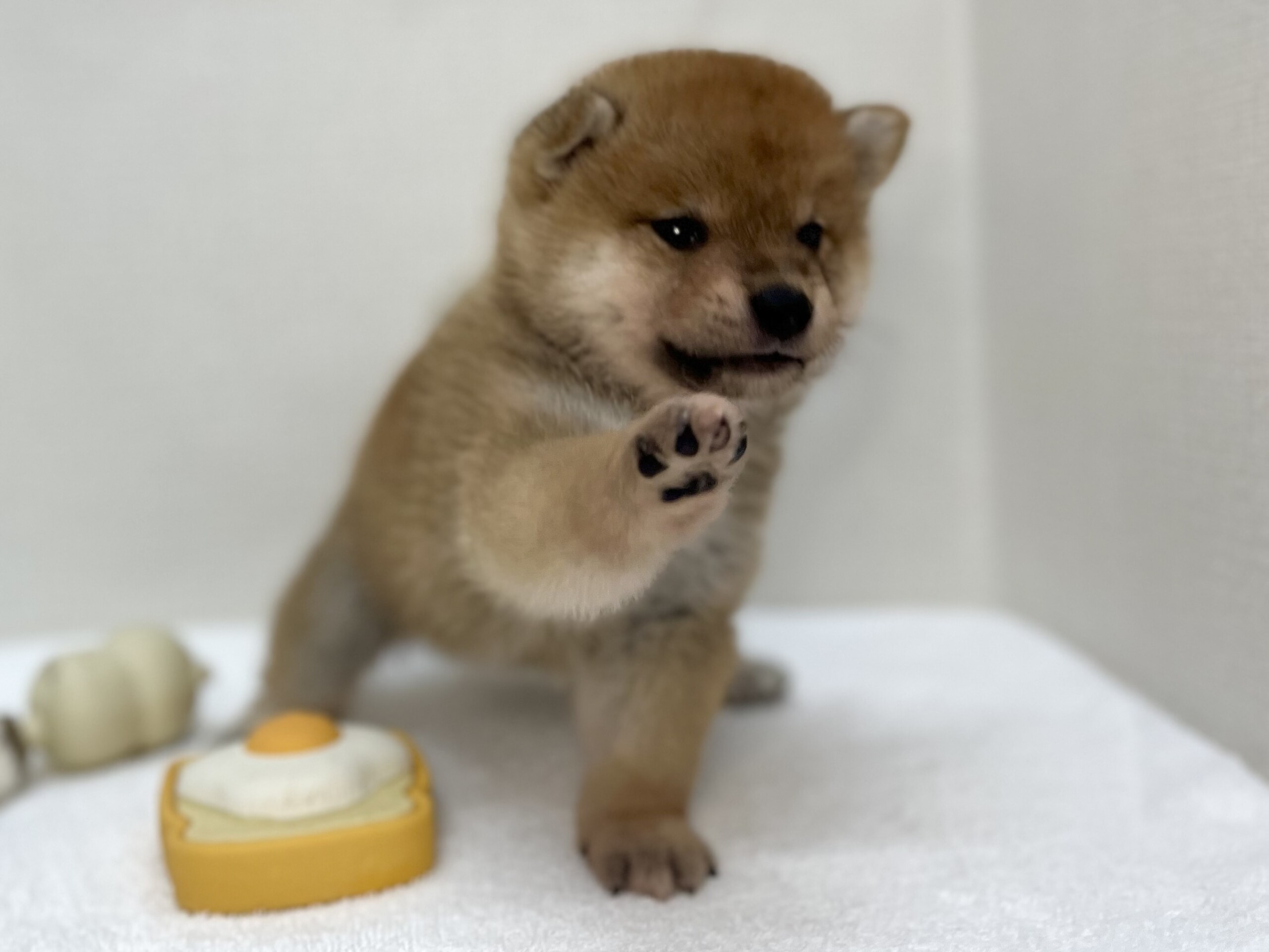 豆柴犬（2026.07.14現在）