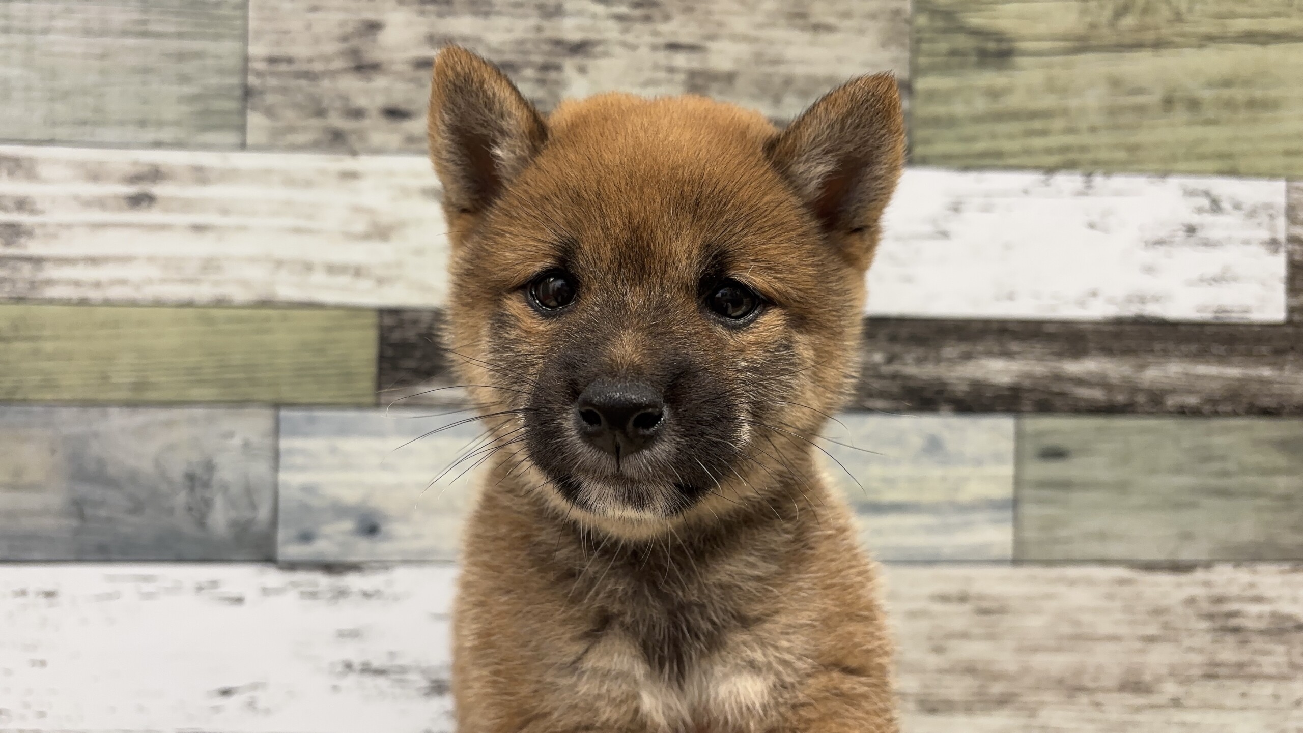 豆柴犬(2026.07.14現在)