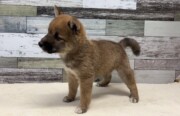 豆柴犬(2026.07.14現在)