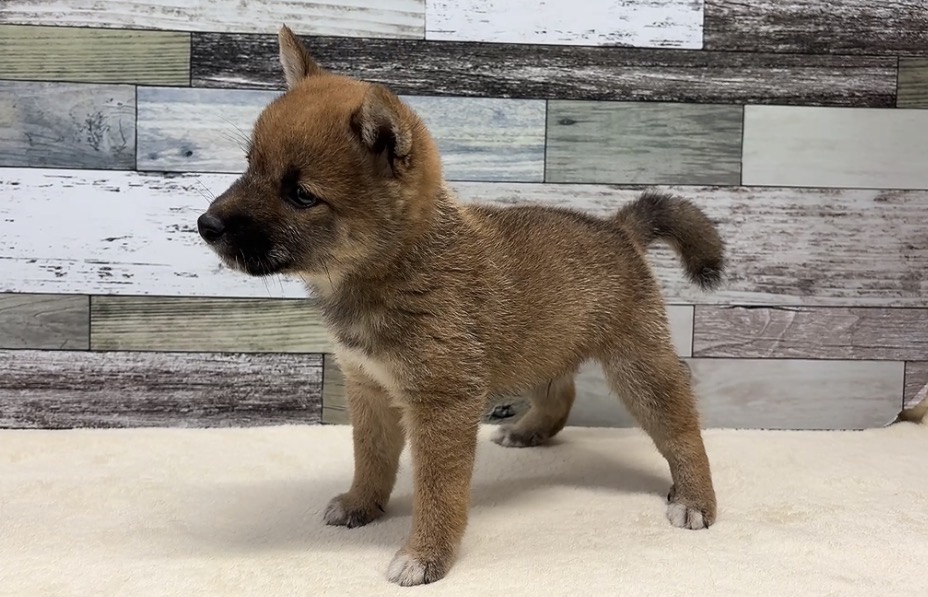 豆柴犬(2026.07.14現在)